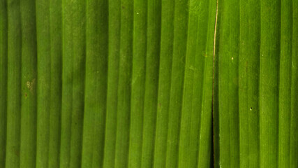 green leaf texture. tree leaf. nature background. macro photography.