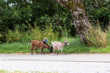 three goats with head halter on roadside