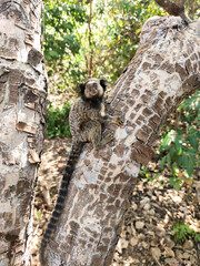 squirrel in tree. nail monkey in the forest tree.