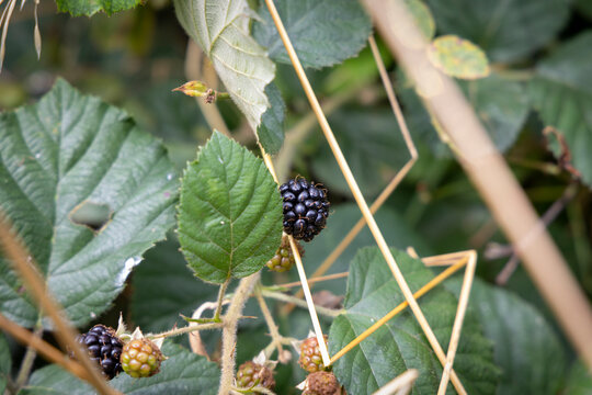 Ripe blackberries on a blackberry bush