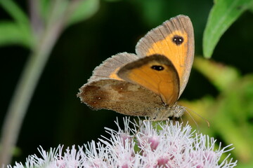 papillon amaryllis Pyronia tithonus ailes ouvertes