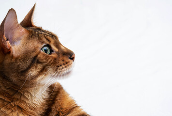 Portrait of сute bengal cat looking the front, close up, copy space.