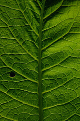 Green leaf close up background.