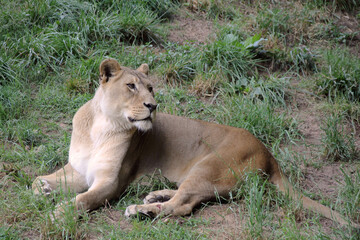 Lioness lying on the ground