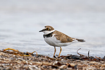 Little ringed plover (Charadrius dubius)