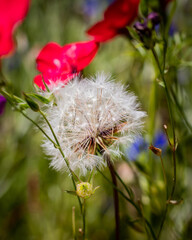 (c)ShortiesPhotography, AllRIghts Reserved