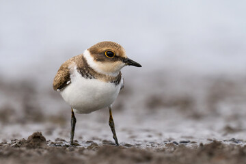 Little ringed plover (Charadrius dubius)