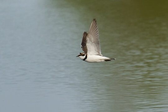 Little ringed plover (Charadrius dubius)