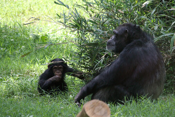Chimpanzee mother and child