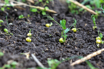 Green peas growing in field where wheat plants were harvested, cover crops to improve soil structure, sustainable agriculture concept