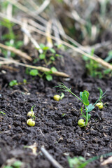 Green peas growing in field where wheat plants were harvested, cover crops to improve soil structure, sustainable agriculture concept