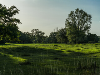 Fototapeta na wymiar A meadow with trees and long evening shadows.