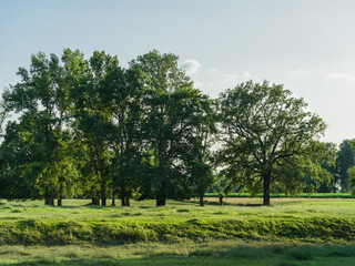 Fototapeta na wymiar A meadow with trees on a midsummer evening