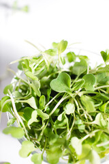 Micro arugula in a glass jar on a white background