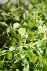 Micro arugula in a glass jar on a white background