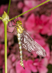 Macro of a dragnonfly