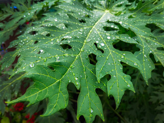 rain drops on leaves