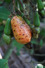 The cashew fruit (Anacardium occidentale) with natural background. cashew tree (Anacardium occidentale) is a tropical evergreen tree that produces the cashew seed and the cashew apple.