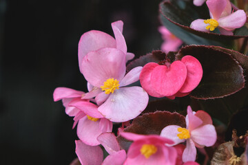 Wax begonia pink blooming flowers