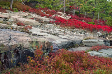 Colorful autumn foliage grows between the granite  rock crevassesof Acadia National Park in Maine