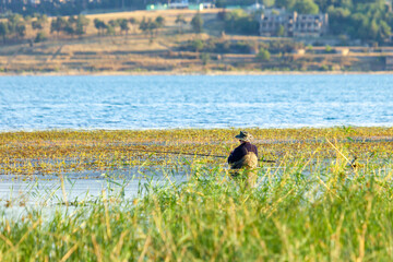 A fisherman catches fish in the Tbilisi Sea or Tbilisi reservoir
