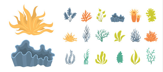 Set of seaweeds, underwater sea plants, shells.