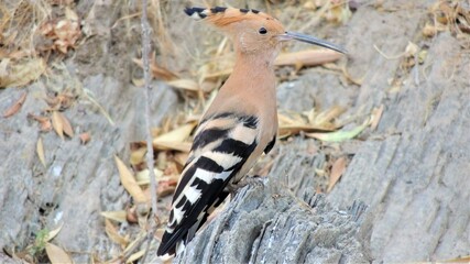 Abubilla. Upupa epops.