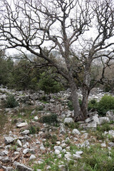 stone and marble debris of ancient abandoned city Termessos lost in Turkey mountains
