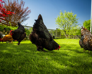 My Free range black croad langshan hens and chickens enjoy grazing in the back yard.