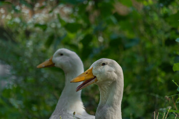 White pair of goose in green summer sunny grass