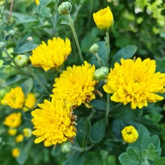 yellow flowers in the garden