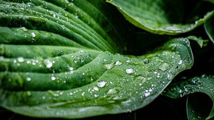 Drops of water looking like silver on a green leaf during a rainy day.