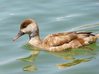 the beautiful duck in the water