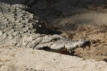 crocodile in the zoo