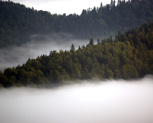 Krajobraz leśny wierzchołki drzew las we mgle panorama	
 - obrazy, fototapety, plakaty