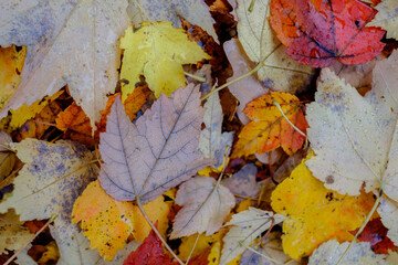 Fresh and colorful fallen autumn leaves laying on the ground