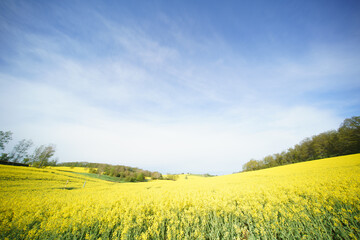 Yellow blooming rapeseed field. Canola is an agricultural plant for the production of oil and fuel. Summer landscape