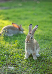 Fototapeta premium Two small domestic rabbits on green grass in summer, in spring