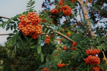Rowanberry in Moscow