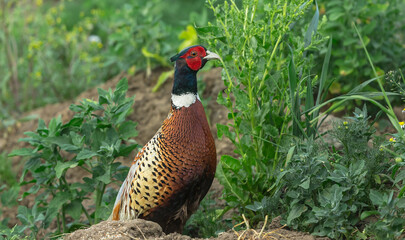 Ring necked pheasant, Scientific name:Phasianus colchicus.  Adult, male pheasant in colourful breeding plumage facing right in natural farmland habitat.  Space for copy.   Horizontal.