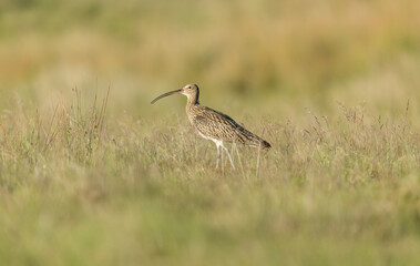 Eurasian Curlew, Scientific name: Numenius arquata.  Adult Curlew calling in natural moorland habitat in the Yorkshire Dales, UK.  Facing left.   Horizontal.  Space for copy.