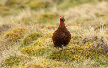 Red Grouse male in Springtime, facing forward in natural moorland habitat.  Flared red eyebrows.  Scientific name: Lagopus Lagopus. Space for copy.  Horizontal.