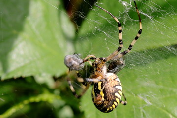 araignée argiope frelon Argiope bruennichi emballant ses proies
