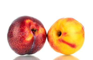 One juicy ripe nectarine and peach, close-up, isolated on white.