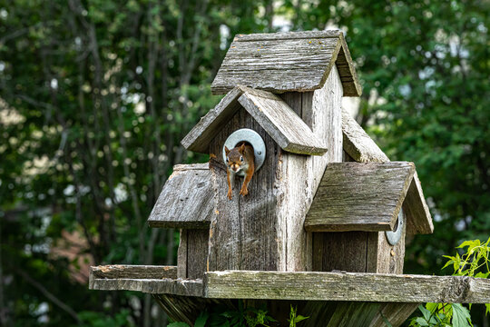 red squirrel lives in bird house.