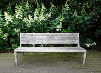 Wooden bench with Hydrangea Paniculata in the background.