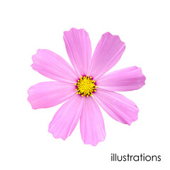Cosmea is a delicate pink flower isolated on a white background. Top view, vector graphics
