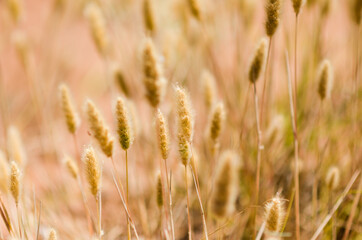 close up of a golden wheat field
