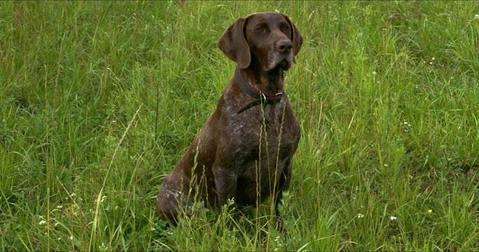 German Shorthaired Pointer dog sit in grass waiting. 