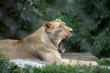 Naklejka na ściany i meble Portrait of wild tired female lion lying in a zoologic park